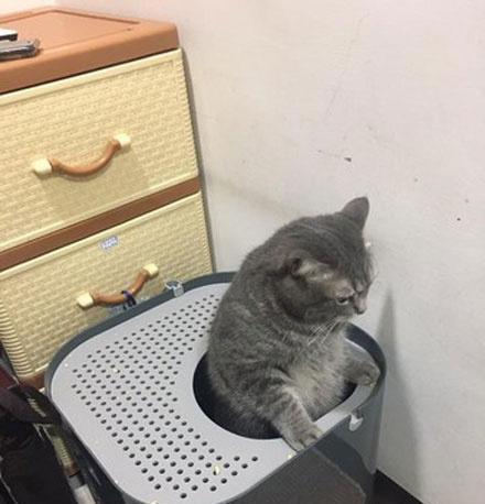 怎么教宠物狗用猫砂盆呢