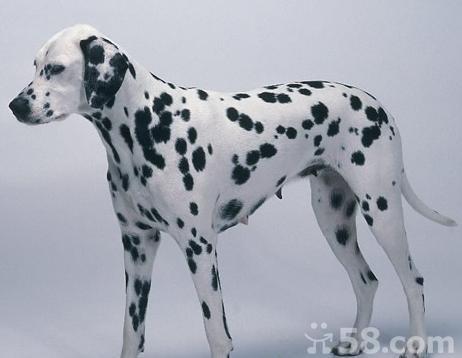 斑点狗多少钱一只