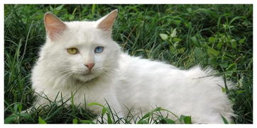 新手挑选宠物猫怎么选好