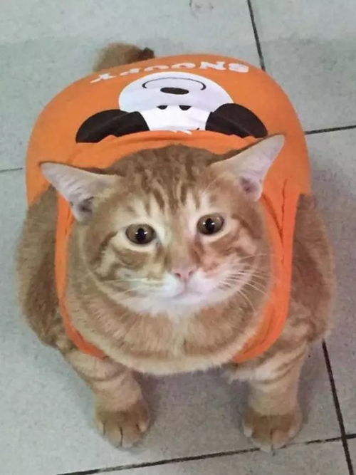 怎么给宠物猫选衣服