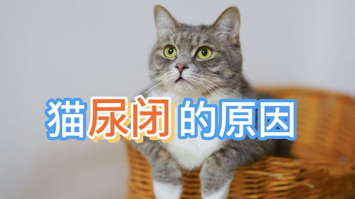 宠物猫尿闭怎么来的