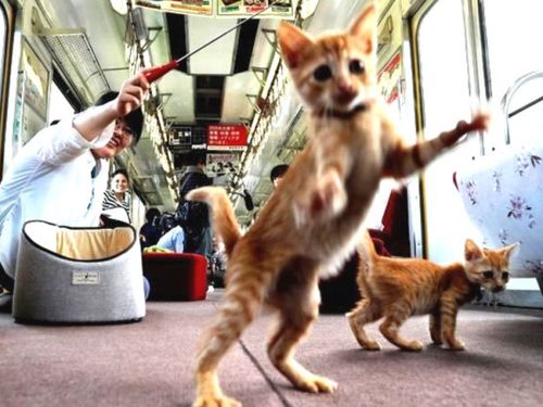 坐火车怎么带宠物猫