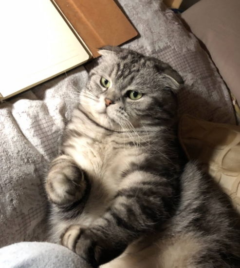 宠物猫怎么这么难养