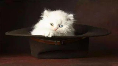 宠物猫怎么清理口腔