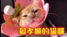 宠物狗身上毛球怎么弄