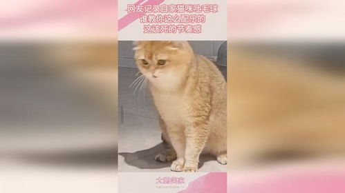 宠物猫音乐怎么配