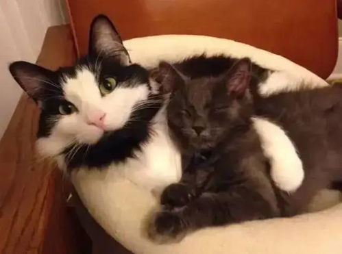 怎么让宠物猫变可爱一点