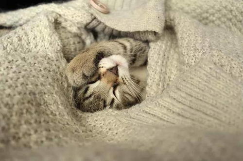 宠物猫怎么降温最快
