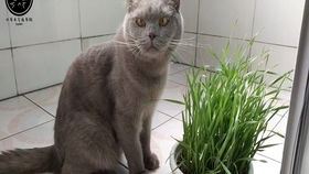怎么让宠物猫吃猫草