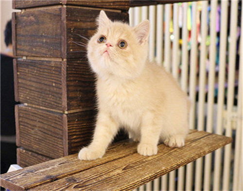 宠物猫新手怎么选品种