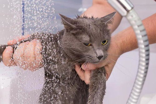 宠物猫洗澡怎么做