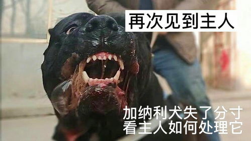好久不见主人的宠物狗怎么办