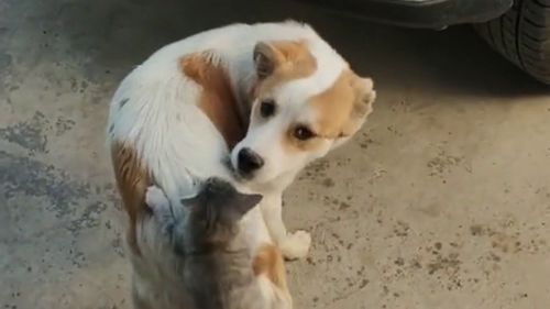 宠物狗放车上怎么弄出来
