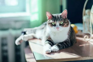 怎么救治宠物猫的病