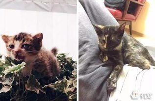 怎么才能得到永久宠物猫