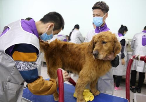 宠物狗怎么卖出去好卖呢