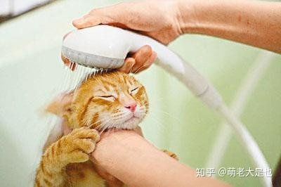 怎么让宠物猫洗澡呢