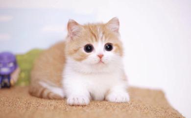 矮脚猫多少钱一只