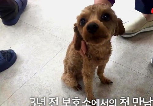 小伙伴宠物狗怎么养的