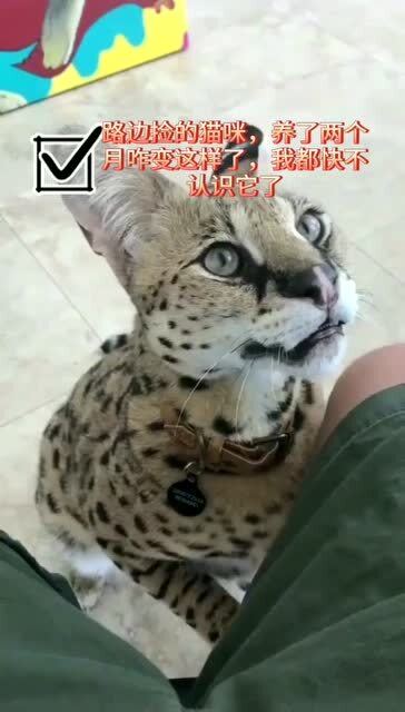 捡的宠物猫怎么养