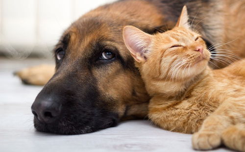 宠物狗柯基活犬怎么喂养