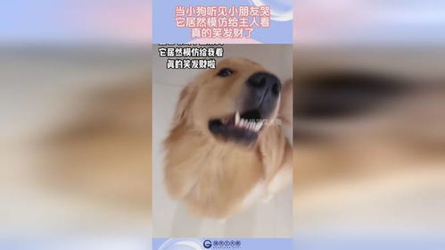 小孩哭宠物狗会怎么样呢