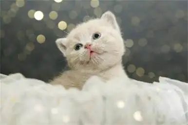 宠物猫怎么老拉稀