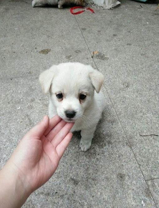 怎么看宠物狗旺财了没