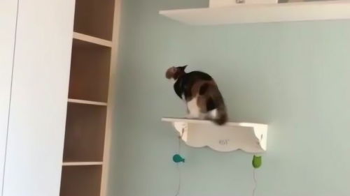 宠物猫栏怎么组装的