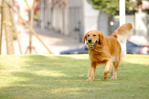 猎犬咬宠物狗怎么办啊