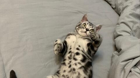 宠物猫抓到了鸟怎么办呢