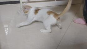 宠物猫怎么伺候月子