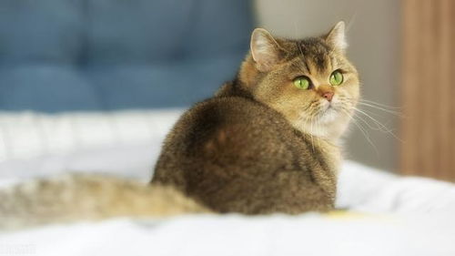 怎么防止宠物猫冻死