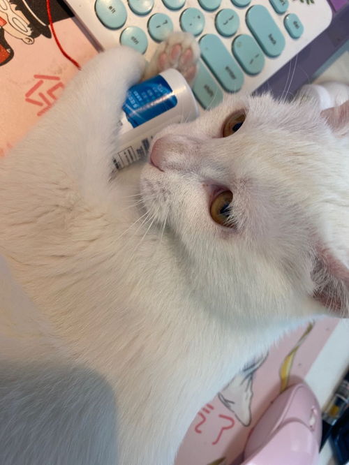 宠物猫癣怎么预防