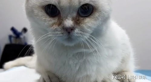 怎么看宠物猫怀没怀孕呢