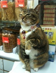 宠物猫招财猫怎么养活