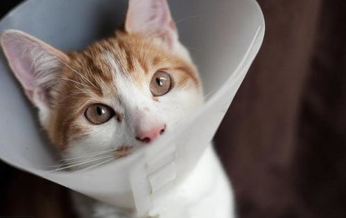 给公猫做绝育多少钱