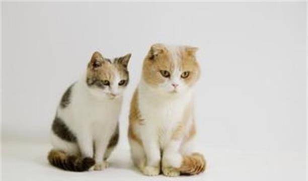 宠物猫怎么繁育好