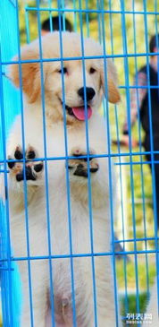 怎么挑宠物狗幼犬幼崽呢