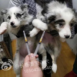 宠物狗是怎么驱虫比较好
