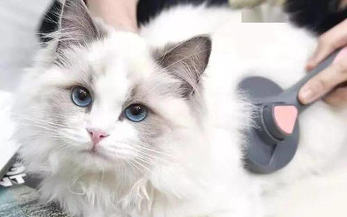 宠物猫的猫毛怎么清理