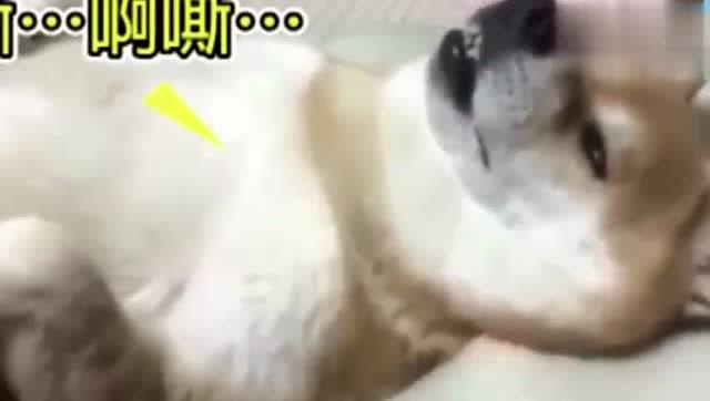 给家里的宠物狗按摩会怎么样