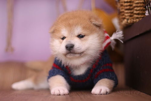 柴犬的寿命是多少年