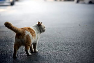 流浪猫宠物猫怎么养