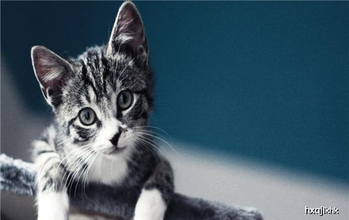 宠物猫夏天怎么降温快