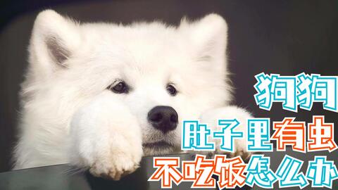 宠物狗吐了虫子怎么办啊
