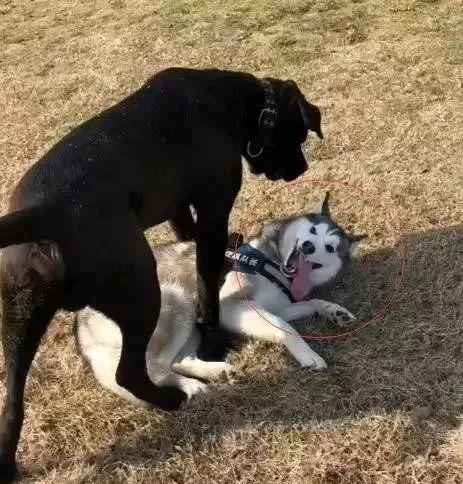 当宠物狗遇到猛犬怎么办