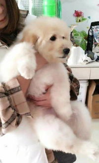 宠物狗巨贵狗狗怎么养才能长大