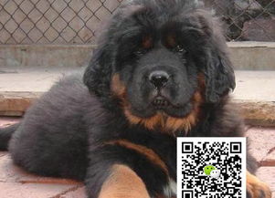 纯种藏獒幼犬多少钱一只