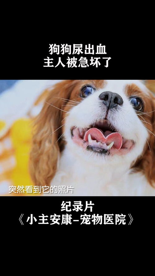 宠物狗流血是怎么回事啊